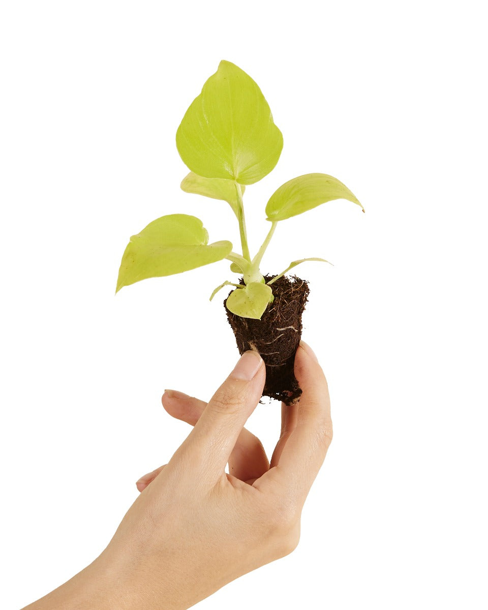 Hand holding a healthy Philodendron warszewiczii 'Flavum' (aka 'Aurea')  plant plug with a white background