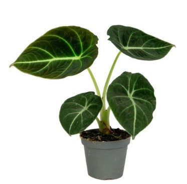 Close-up of a young Alocasia reginula ‘Black Velvet’ Baby in a nursery pot showing its dark green velvety leaves with striking silver veins.