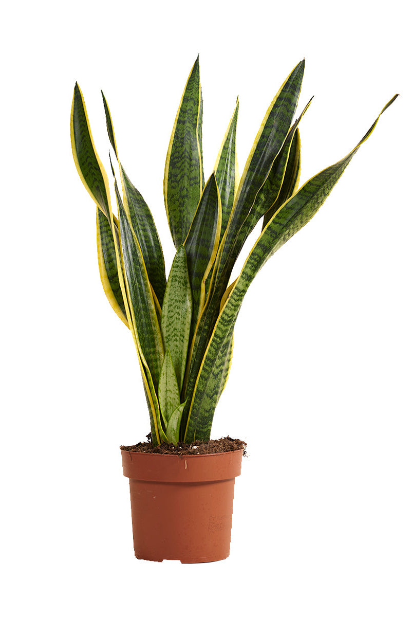 Sansevieria Laurentii
