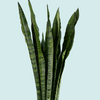 Dracaena (sansevieria) Zeylanica XL