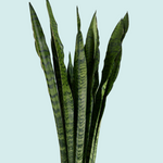 Dracaena (sansevieria) Zeylanica XL