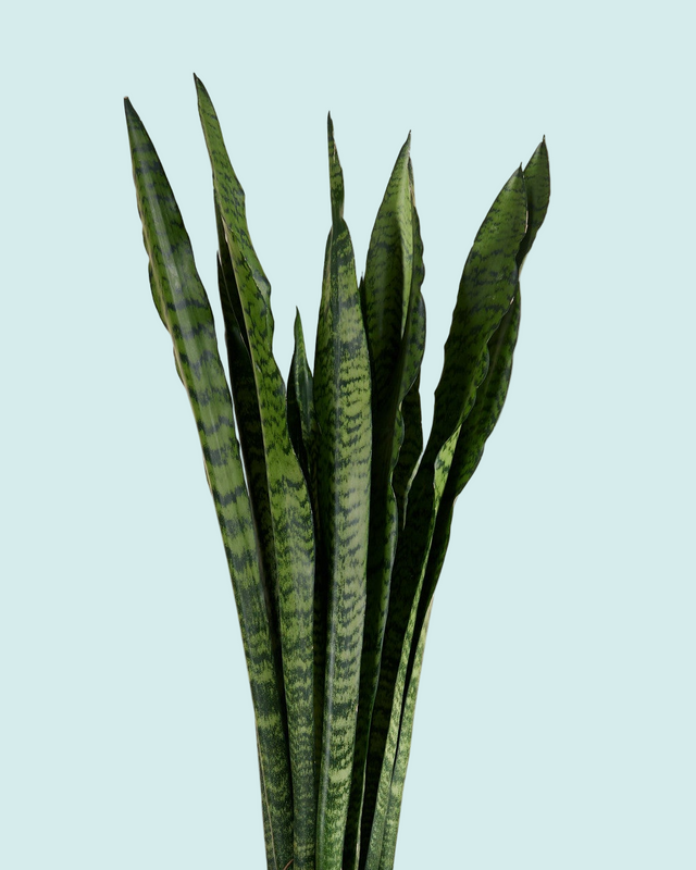 Dracaena (sansevieria) Zeylanica XL