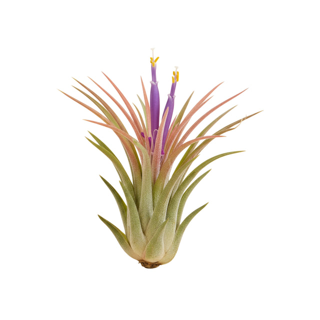 Tillandsia Ionantha air plant with pink-blushed leaves and vibrant purple flowers — perfect pet-safe plant for bright European interiors.