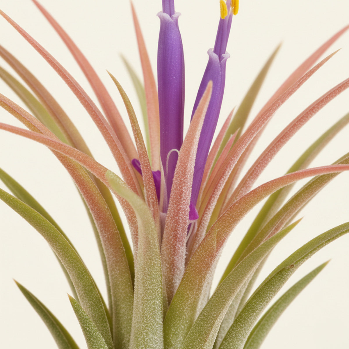 Small air plant with green and pink spiky leaves and tall purple tubular flowers with yellow tips, displayed on a white background.