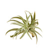 Tillandsia Harrisii air plant with soft silvery-green, fuzzy leaves — pet-safe and perfect for European homes and minimalist botanical décor.