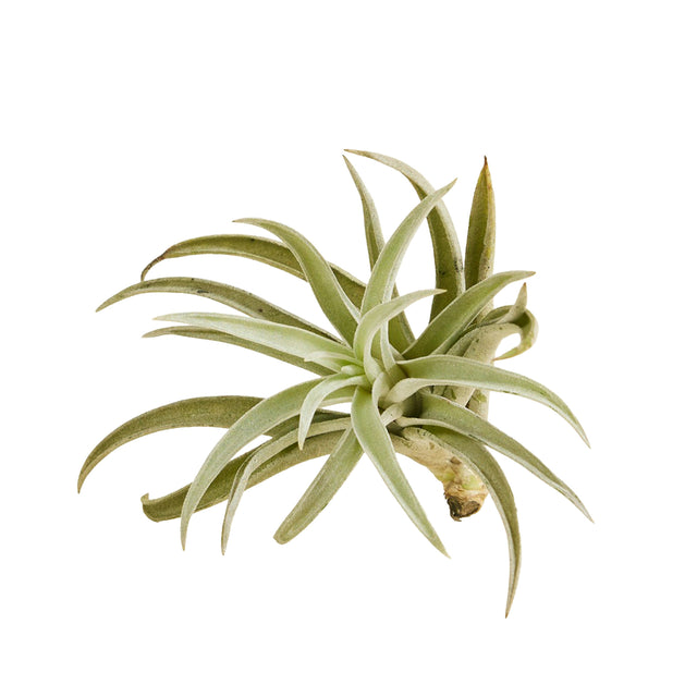 Tillandsia Harrisii air plant with soft silvery-green, fuzzy leaves — pet-safe and perfect for European homes and minimalist botanical décor.