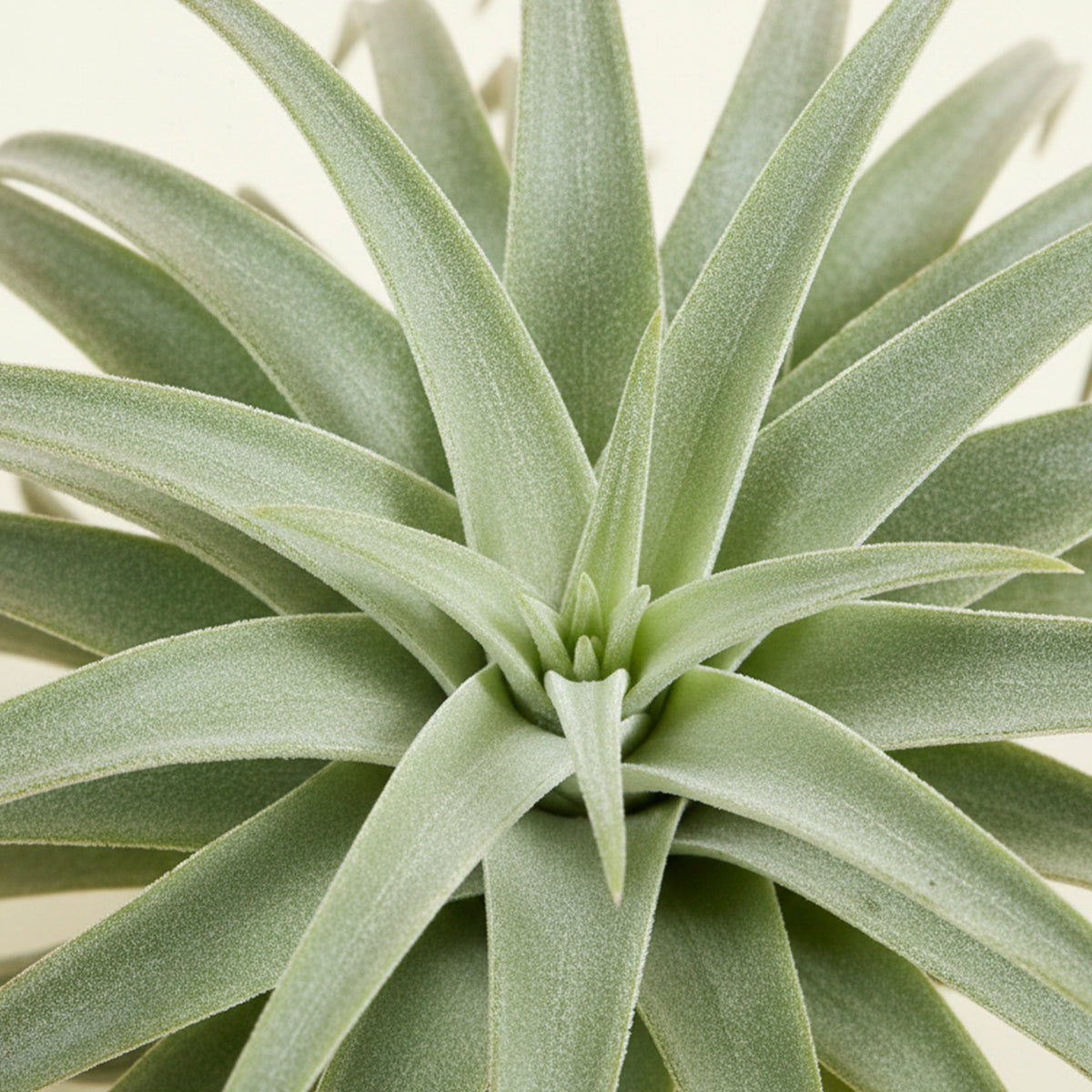 Compact air plant with silvery-green, velvety leaves forming a soft rosette shape, displayed on a white background.