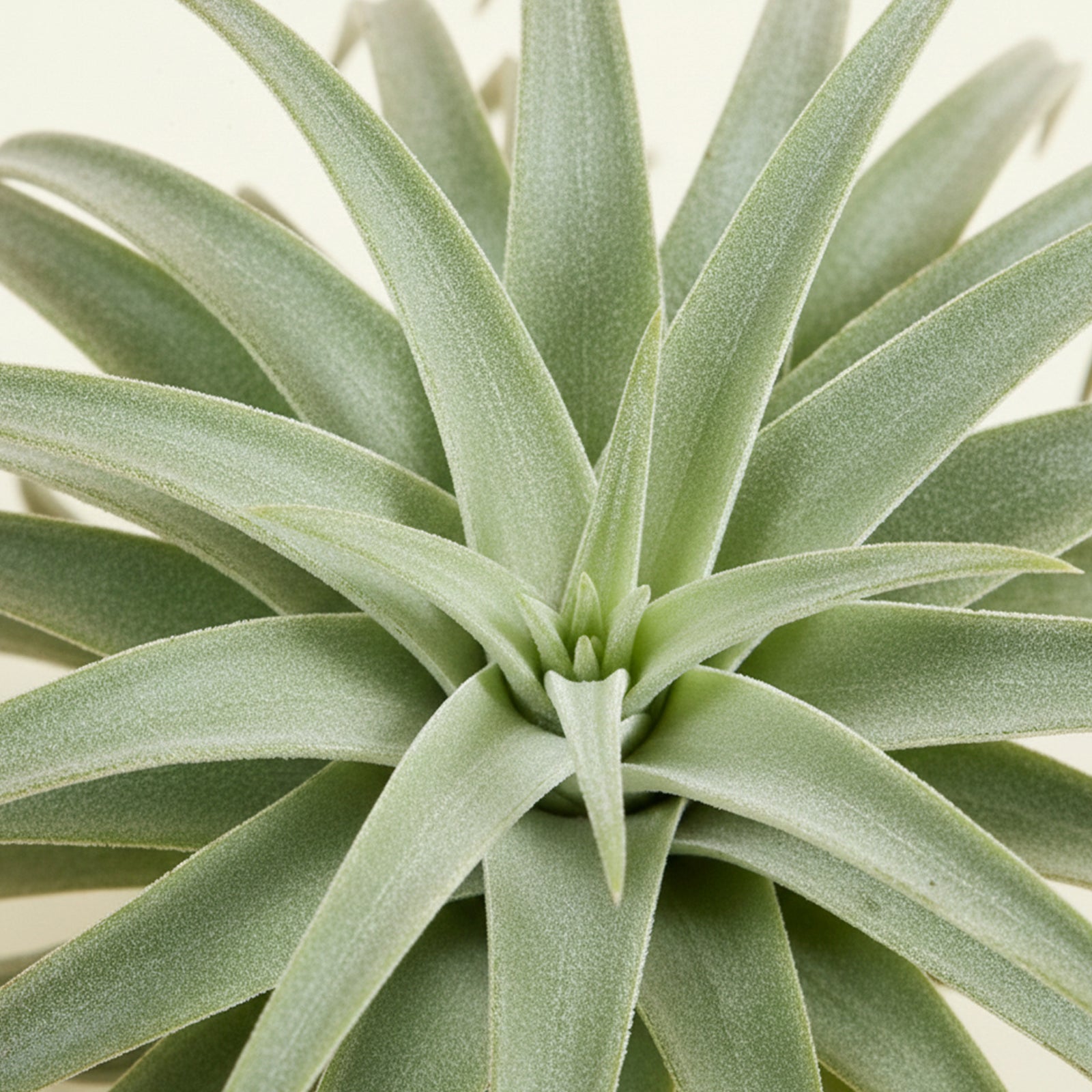 Compact air plant with silvery-green, velvety leaves forming a soft rosette shape, displayed on a white background.