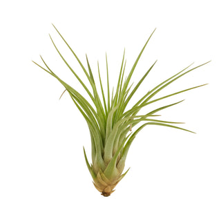 Tillandsia Melanocrater air plant with spiky green leaves and bulbous base — pet-safe, soil-free plant ideal for European homes and terrariums.