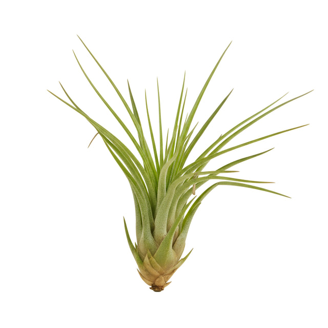 Tillandsia Melanocrater air plant with spiky green leaves and bulbous base — pet-safe, soil-free plant ideal for European homes and terrariums.