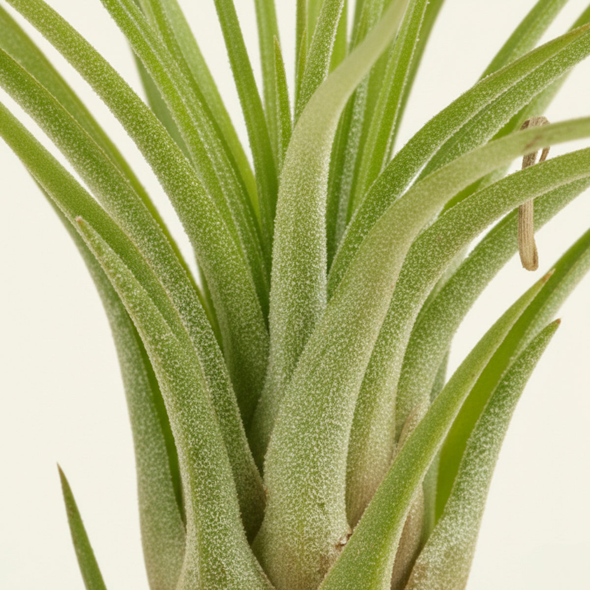 Spiky green air plant with upright, narrow leaves emerging from a light brown base, shown against a white background.