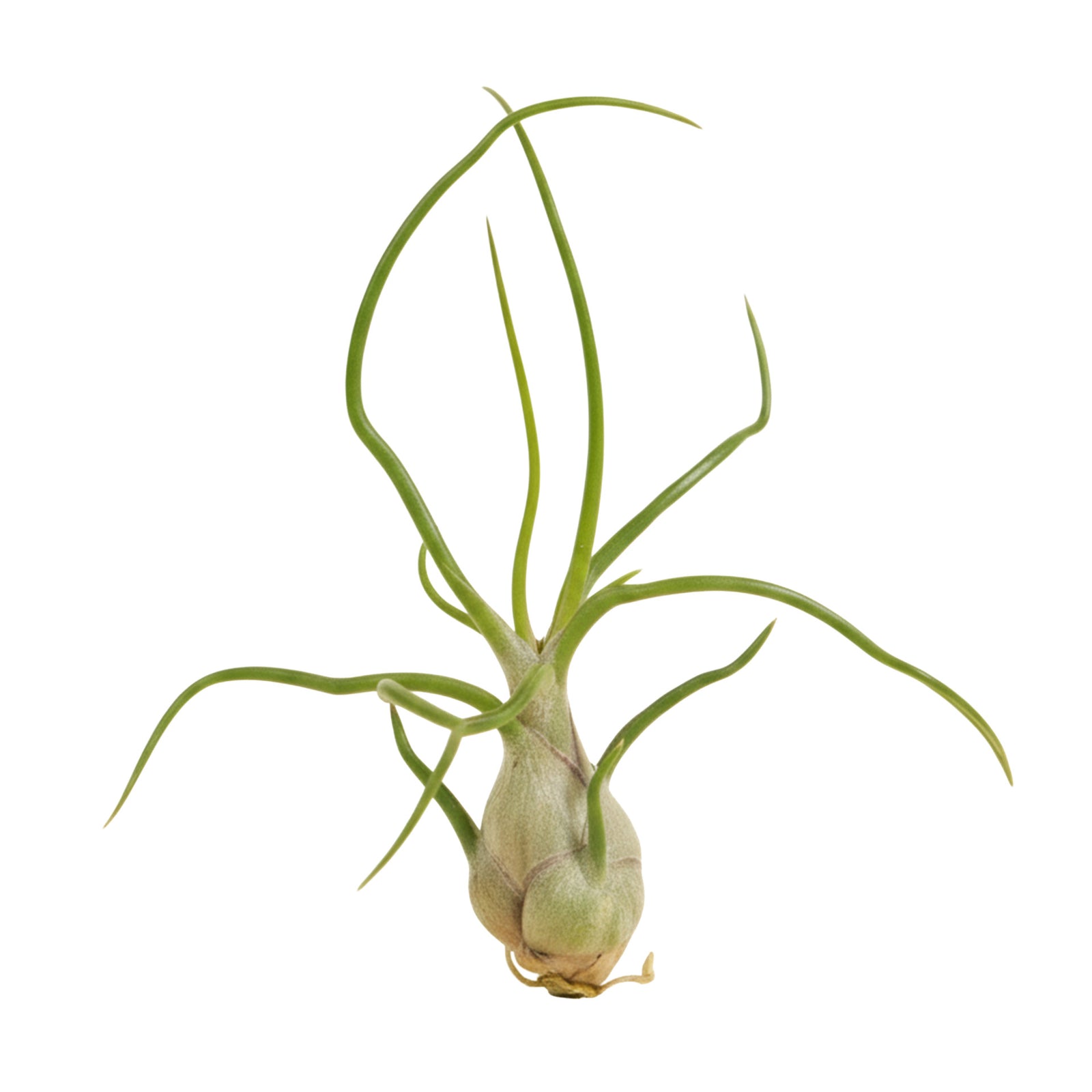 house plants with bulbous base Tillandsia Bulbosa