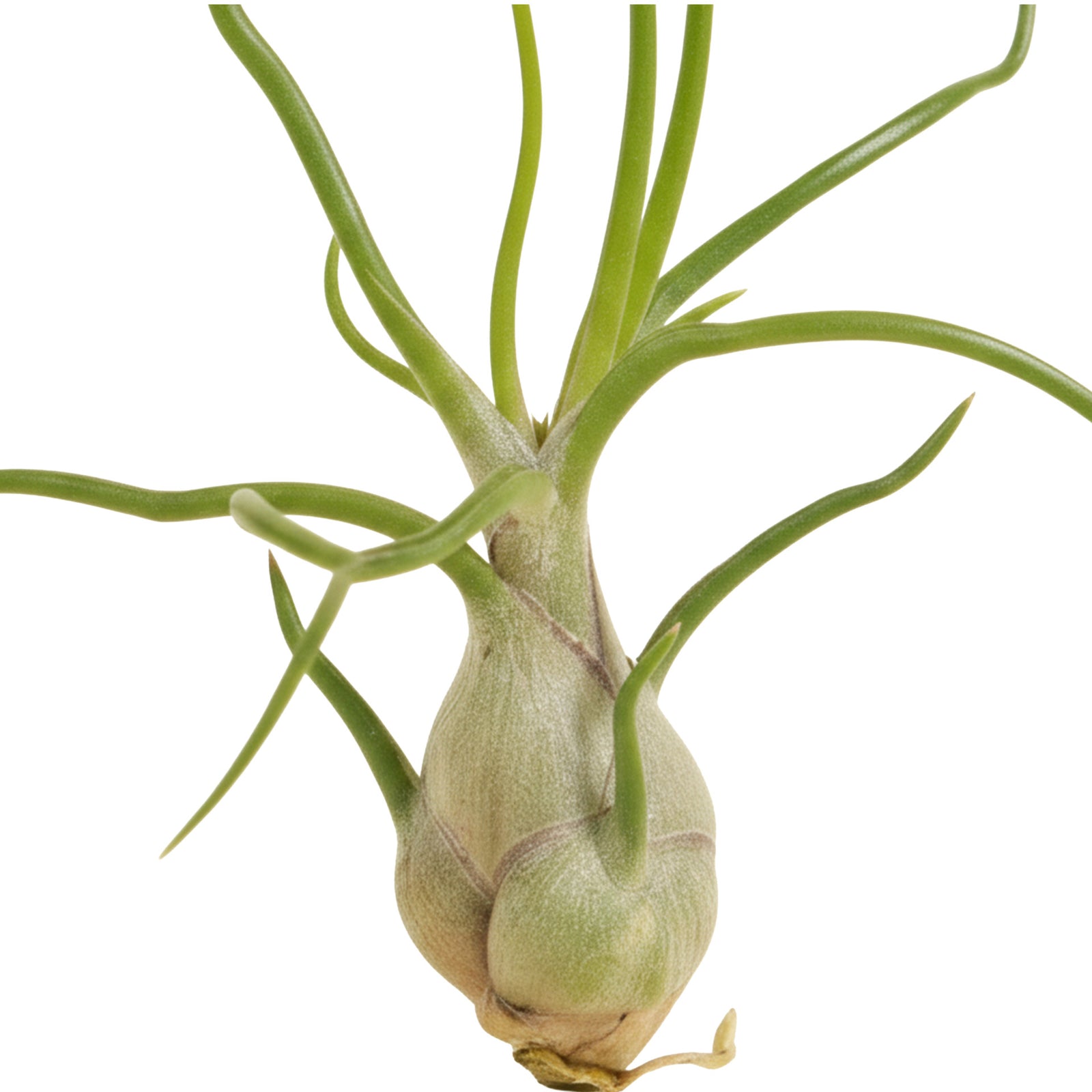 bulbous air plants Tillandsia Bulbosa