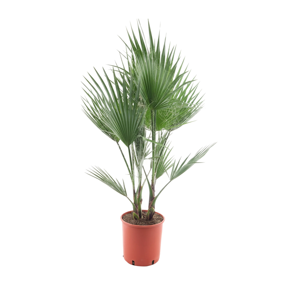 Indoor palm with multiple thin trunks and large, green, fan-shaped leaves featuring natural thread-like fibers, in a terracotta pot on a white background.