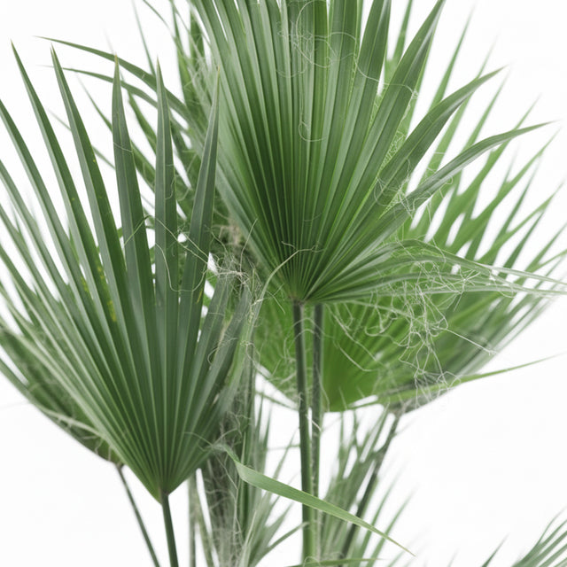 Washingtonia Robusta multitrunk indoor palm with fan-shaped green leaves — pet-safe tropical plant perfect for large European interiors.