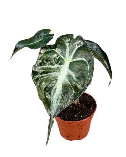 Alocasia venom healthy plant in a nusery pot showing dark leaves with bright veins