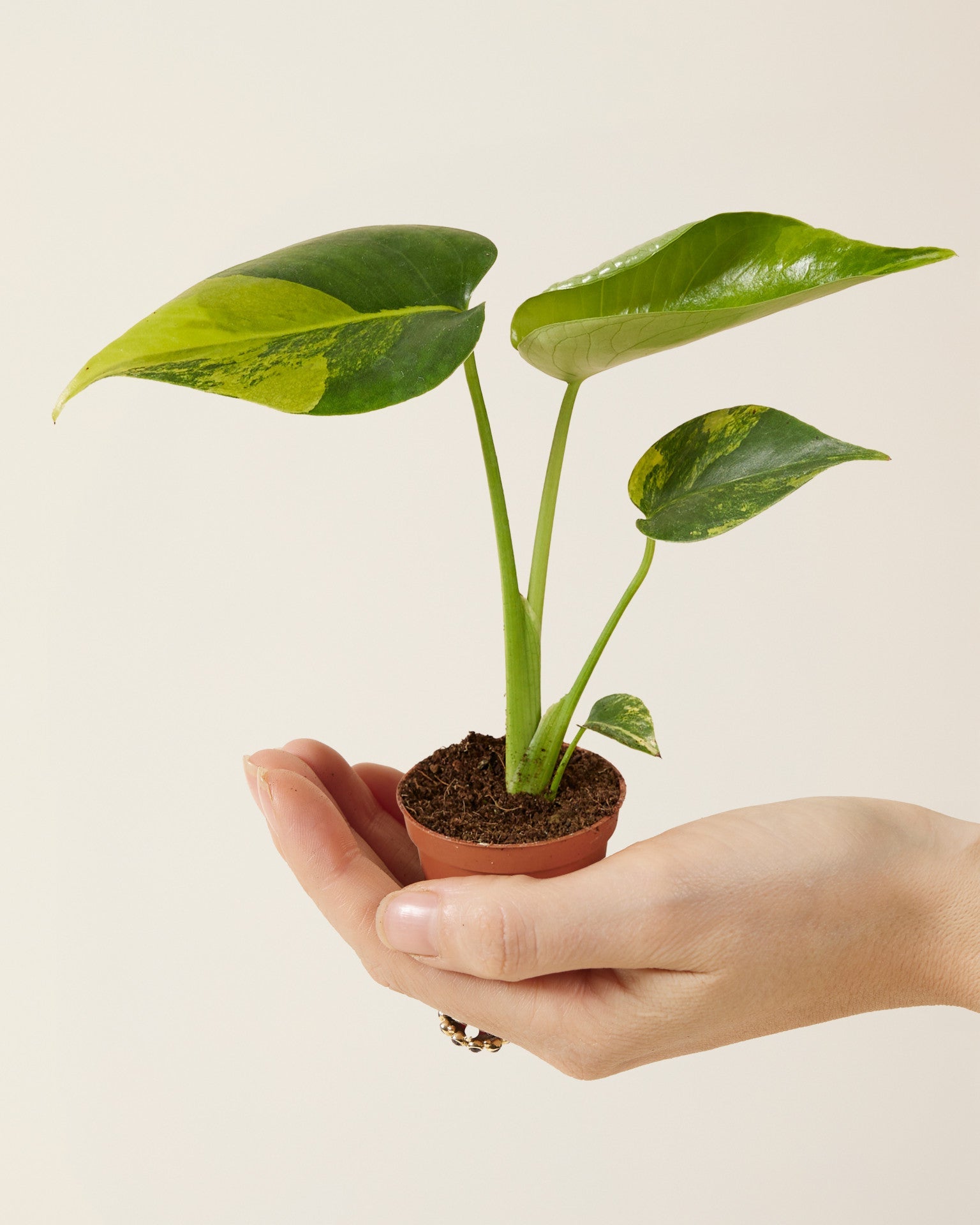 Monstera deliciosa 'Variegata Aurea' Baby