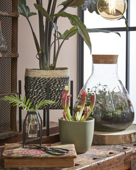 Decorative setup with plants, vases, and a lamp on a wooden surface.