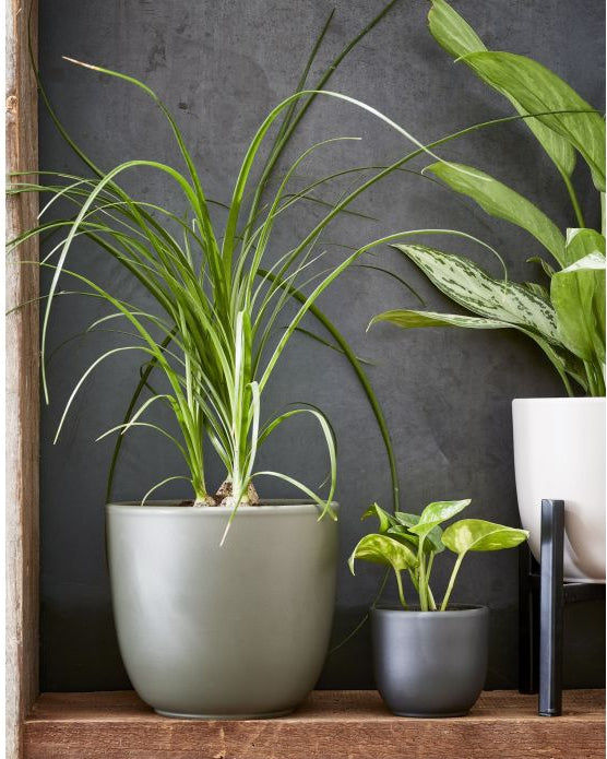 Three potted plants on a wooden shelf against a dark gray wall.