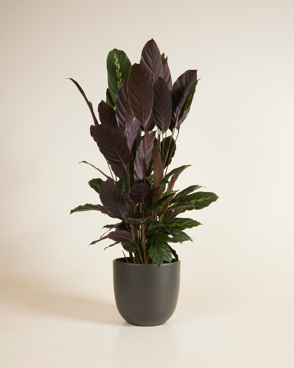 Potted plant with dark green leaves in a gray pot on a beige background