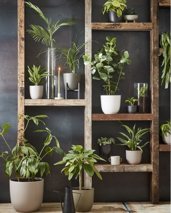 Wooden shelf with various potted plants against a dark wall