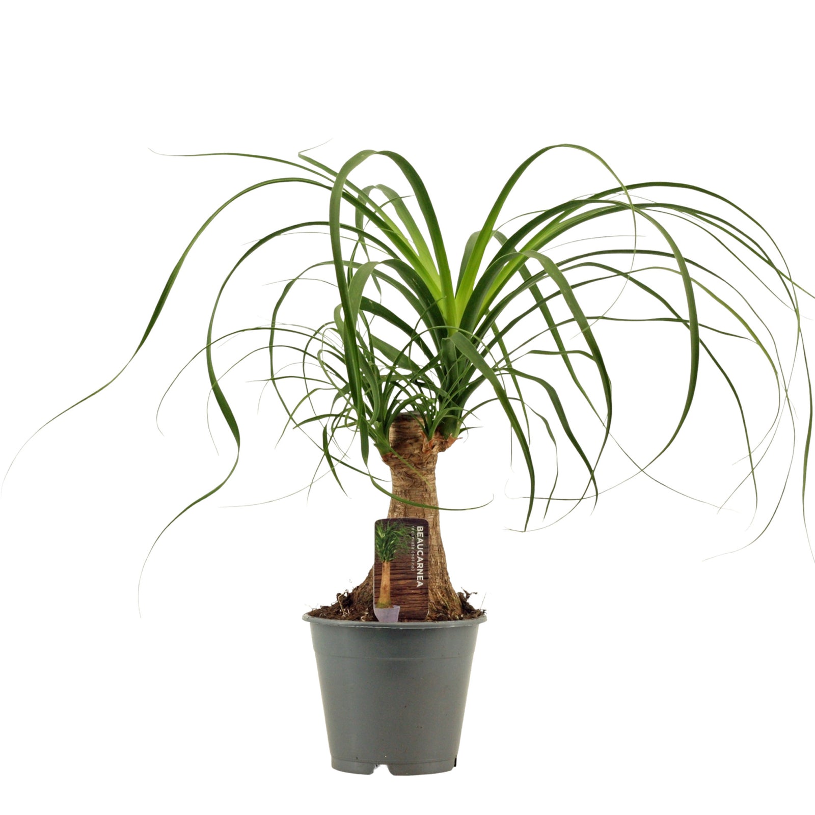 Potted Beaucarnea Recurvata (Ponytail Palm) with long green leaves on a white background