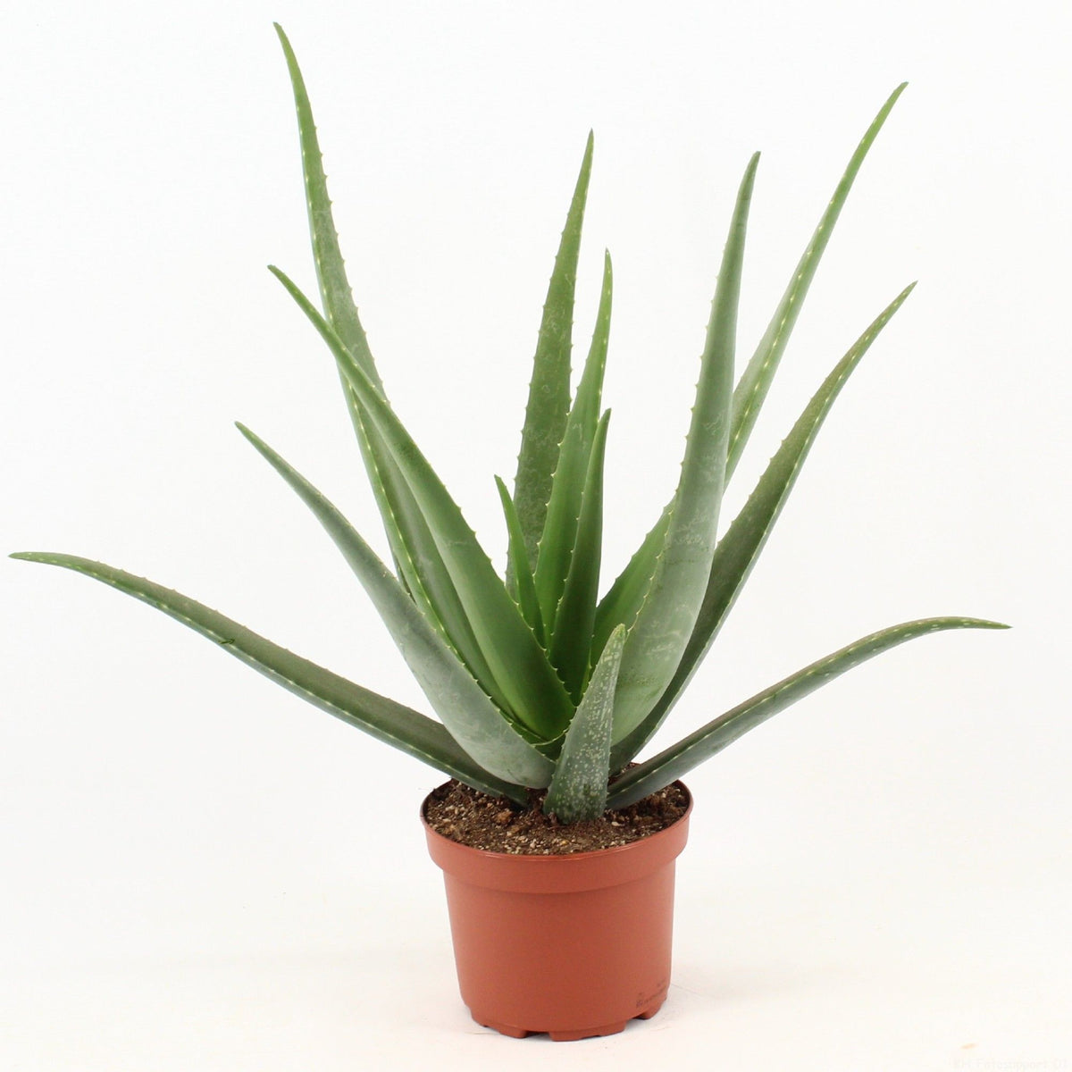 Potted aloe vera plant on a white background