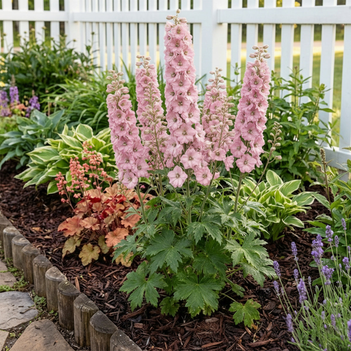 Delphinium ‘Magic Fountain Pink Shades’ – Pink Balcony Delphinium | 1 or 3 Pack