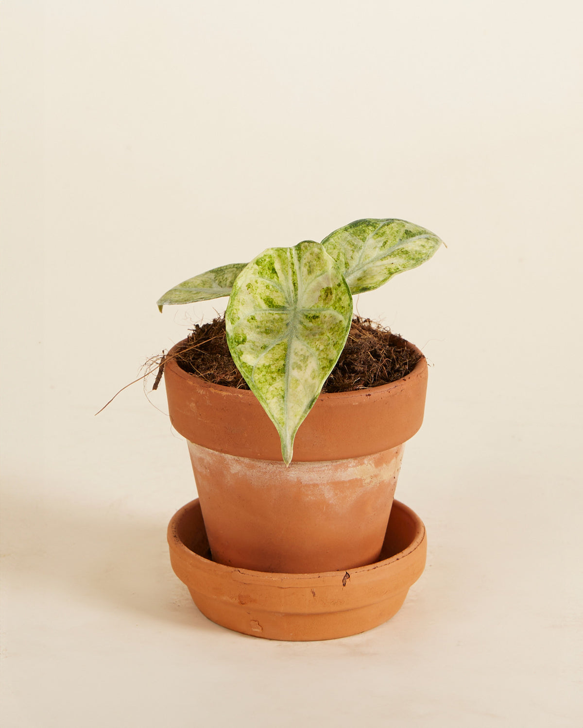Potted Alocasia Ninja variegata tricolor Baby with variegated leaves in a terracotta pot on a beige background