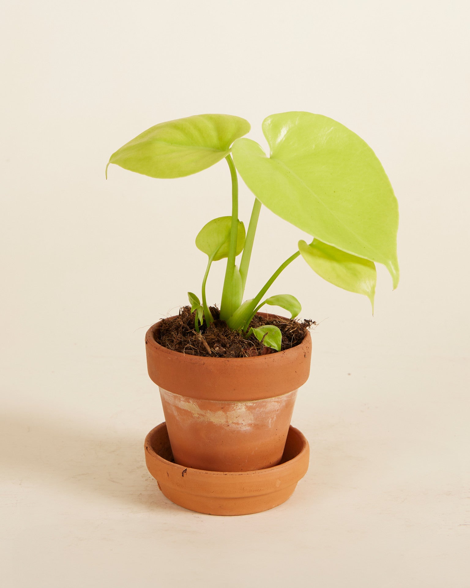Small potted monstera delciosa golden plant in a terracotta pot on a beige background