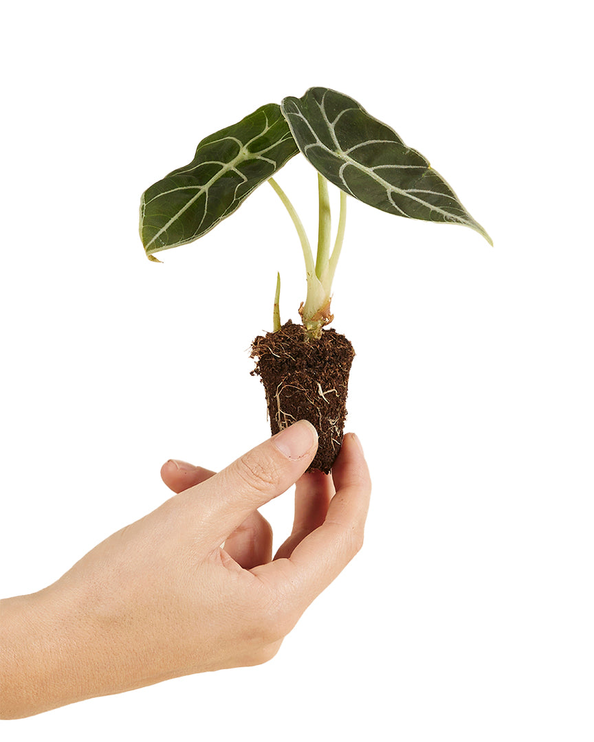 Hand holding a small potted alocasia watsonia plant with roots on a white background