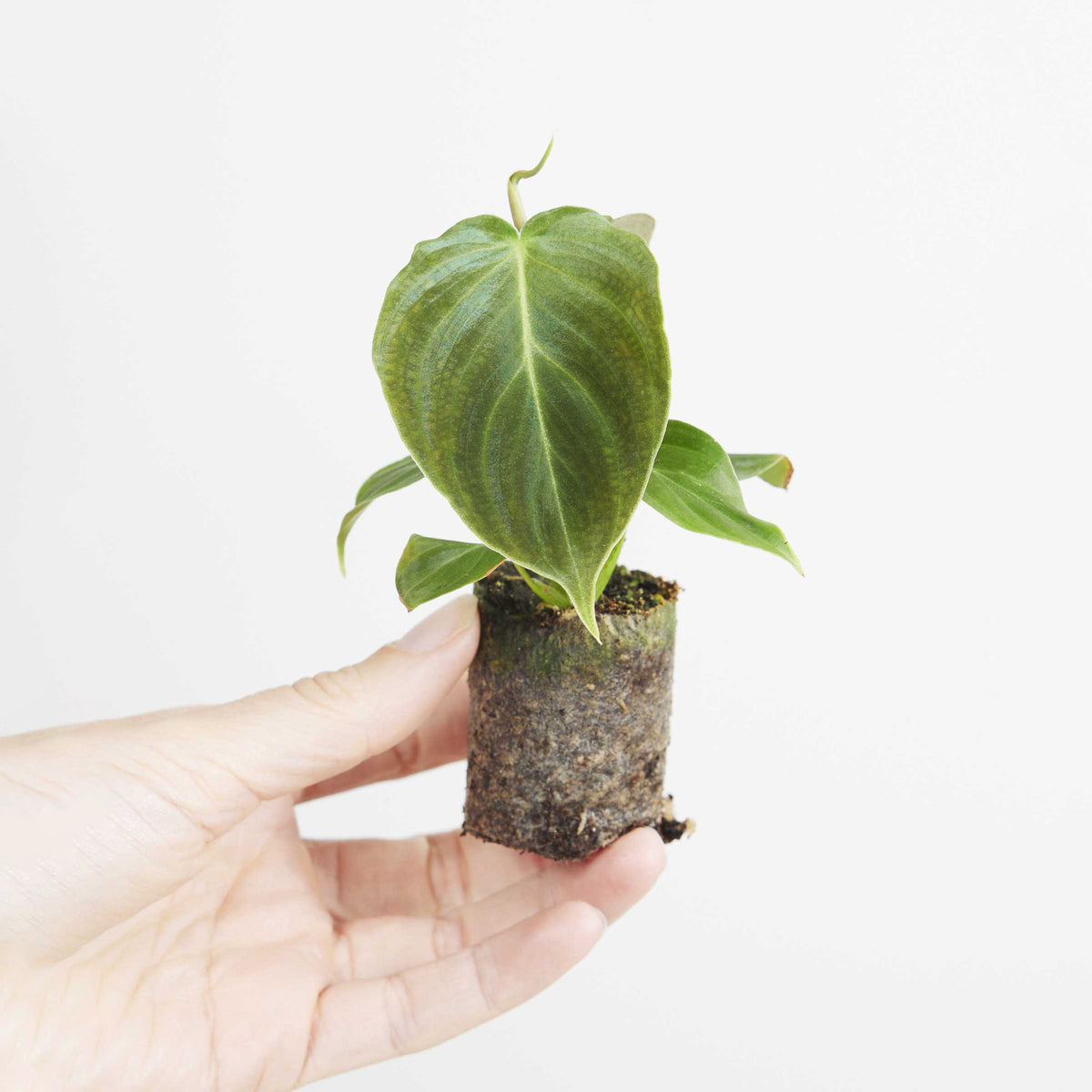 Small potted Philodendron 'Splendid' (verrucosum x melanochrysum)  plant held in a hand against a white background