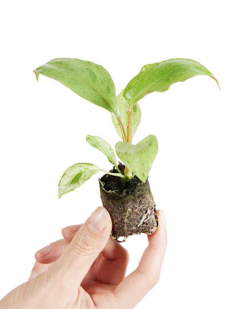 Hand holding a small plant with roots exposed on a white background