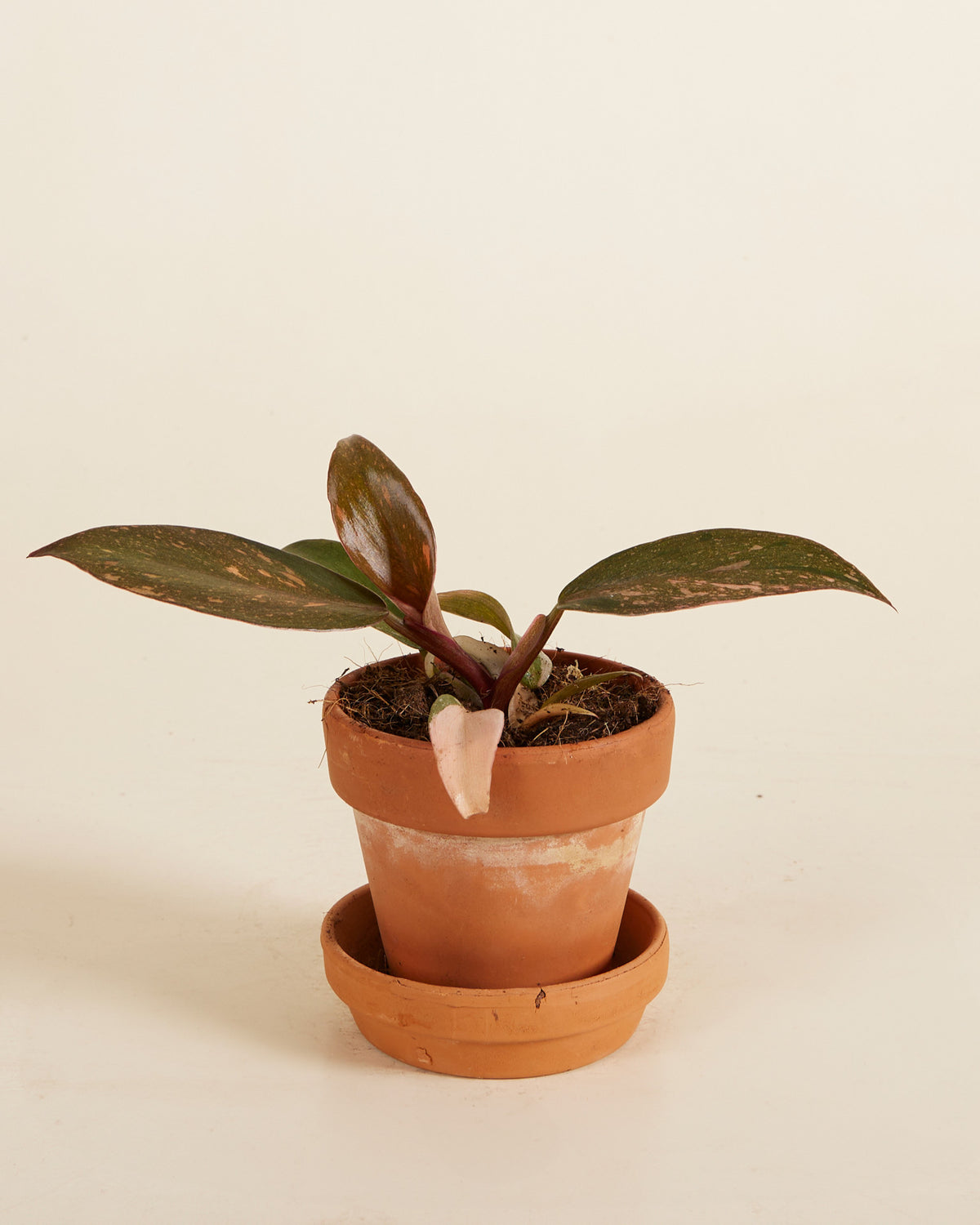 Philodendron ‘orange princess’ variegata baby plant in a terra cotta pot