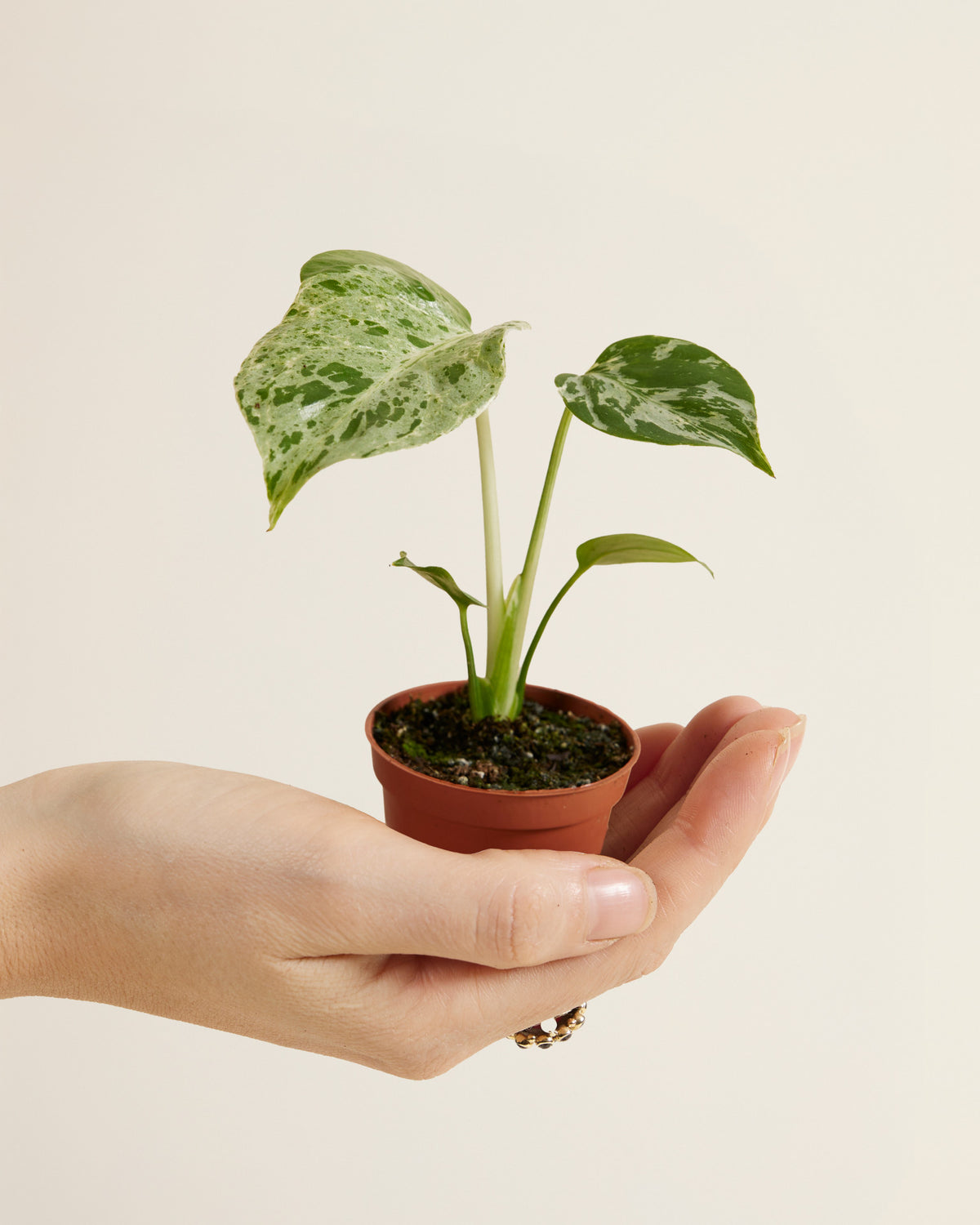 Hand holding a small healthy monstera deliciosa bulbasaur plant against a plain background