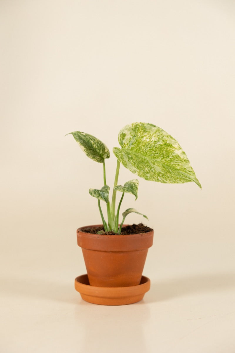 Monstera Deliciosa Green Snow