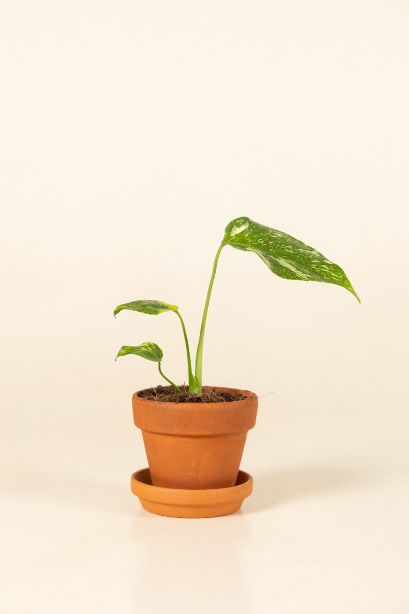 Monstera Deliciosa Electrolyte