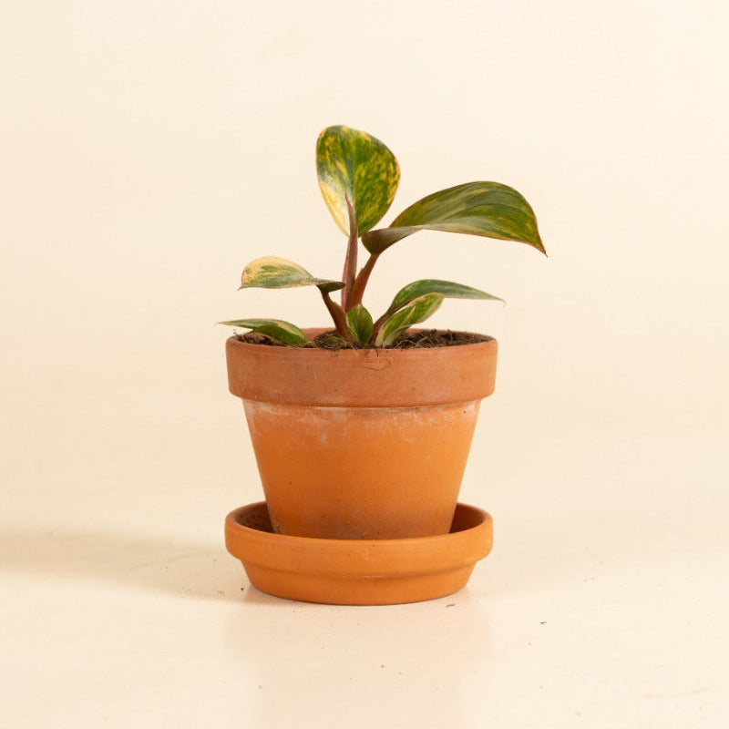 Philodendron Red Congo Variegata