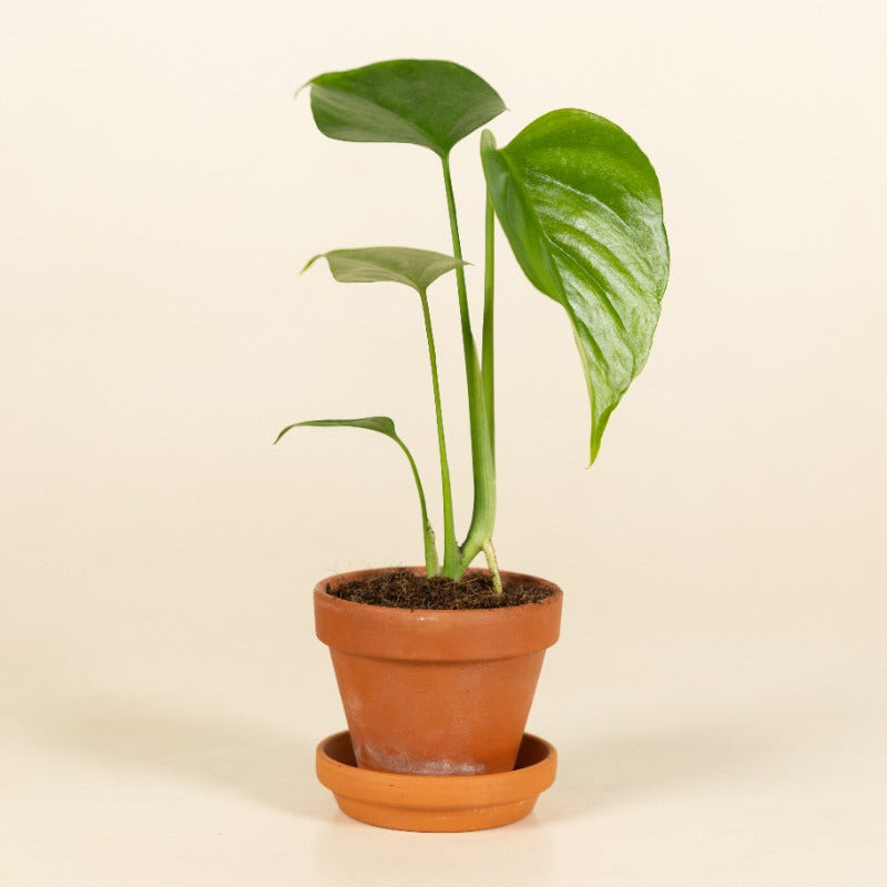Monstera Sierrana