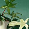 Philodendron Florida Ghost Plug