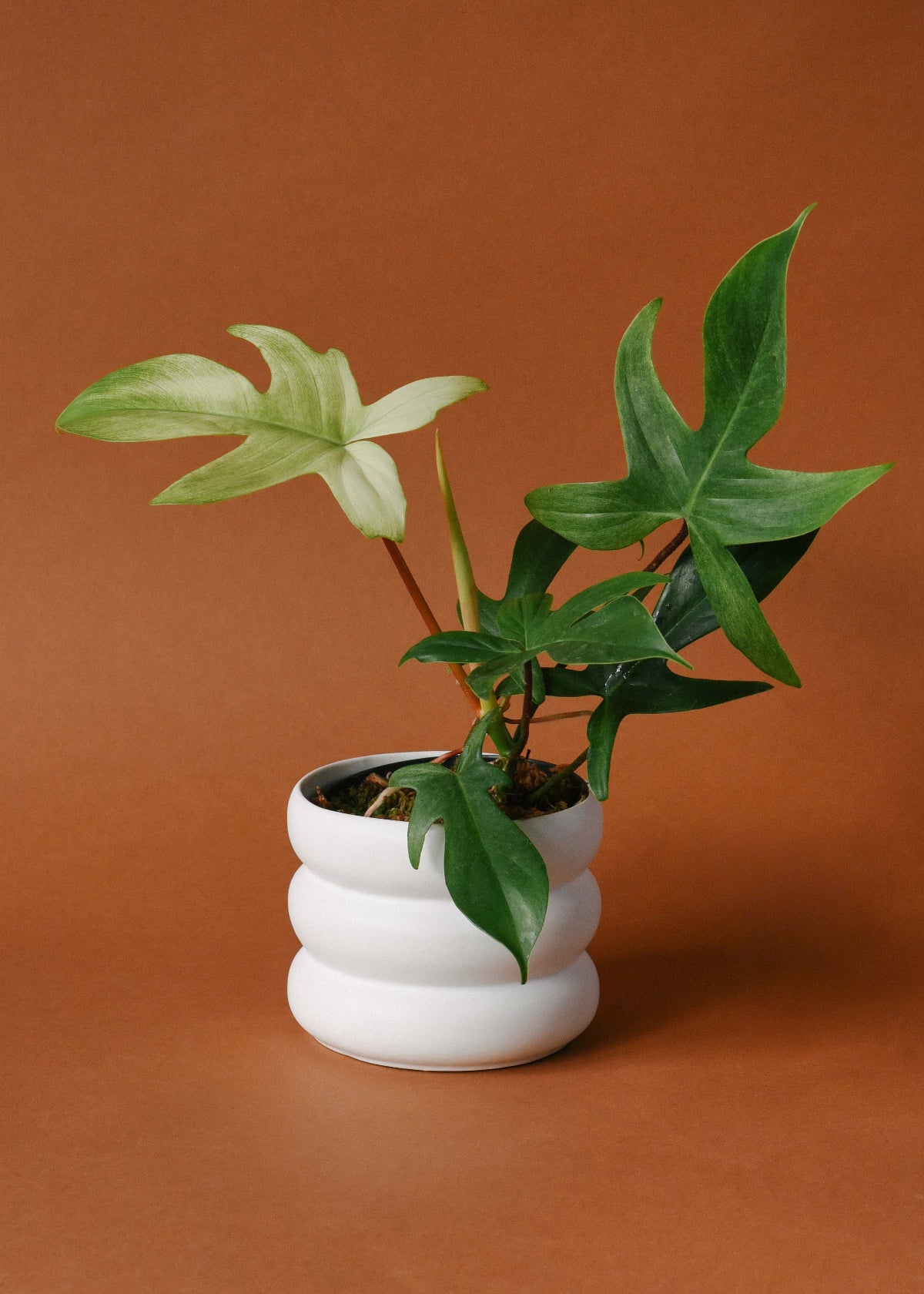 Philodendron Florida Ghost Medium