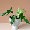 Philodendron Florida Ghost Medium