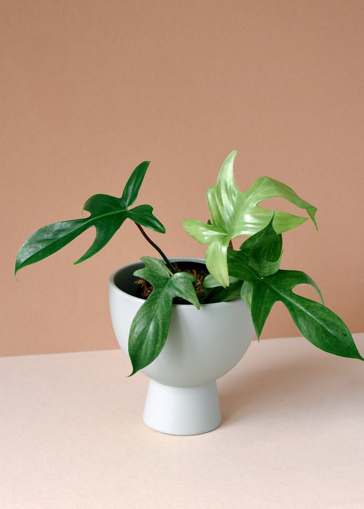 philodendron florida ghost moss pole Philodendron 'Florida Ghost' Medium
