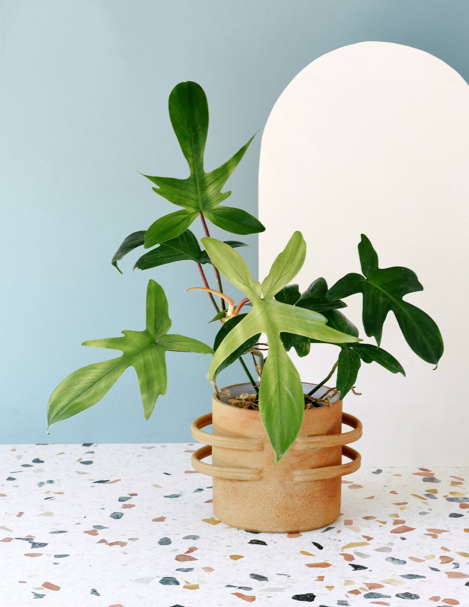 Philodendron Florida Ghost Large, Approx. 70.0cm height – 19.0cm Pot