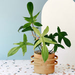 Philodendron 'Florida Ghost' Groß