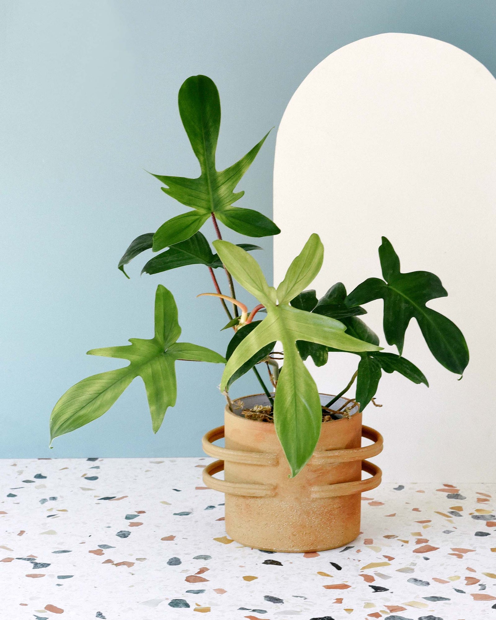 Philodendron 'Florida Ghost' Groß