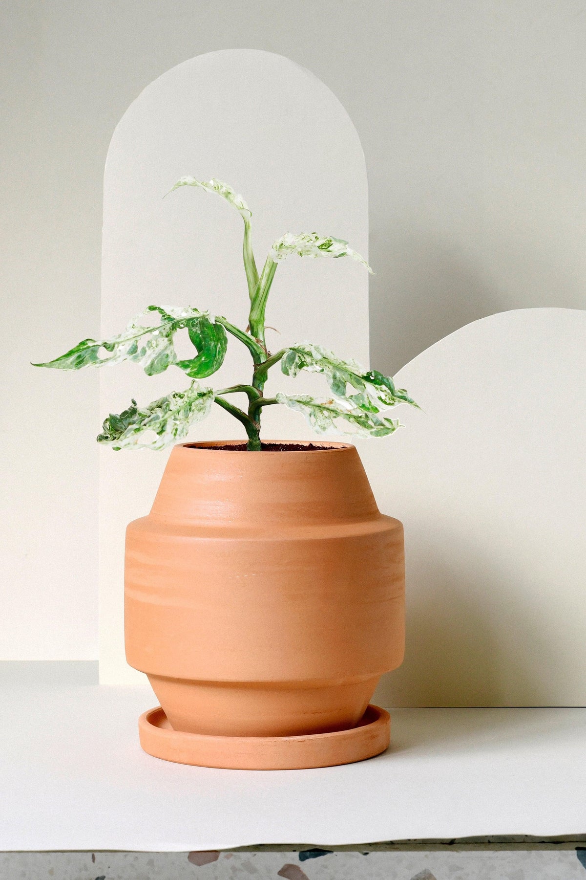 Monstera Adansonii 'Frozen Freckles'