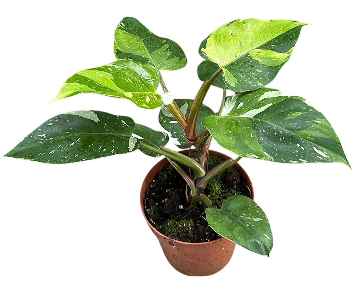Philodendron 'Fresh Aurea' ('White Princess Aurea Tricolor') Large -  Geen.