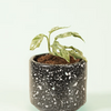 Monstera Adansonii Frozen Freckles Baby
