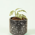 Monstera Adansonii Frozen Freckles Baby